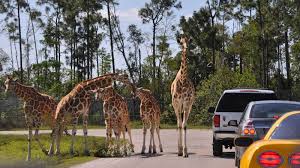Lion Country Safari